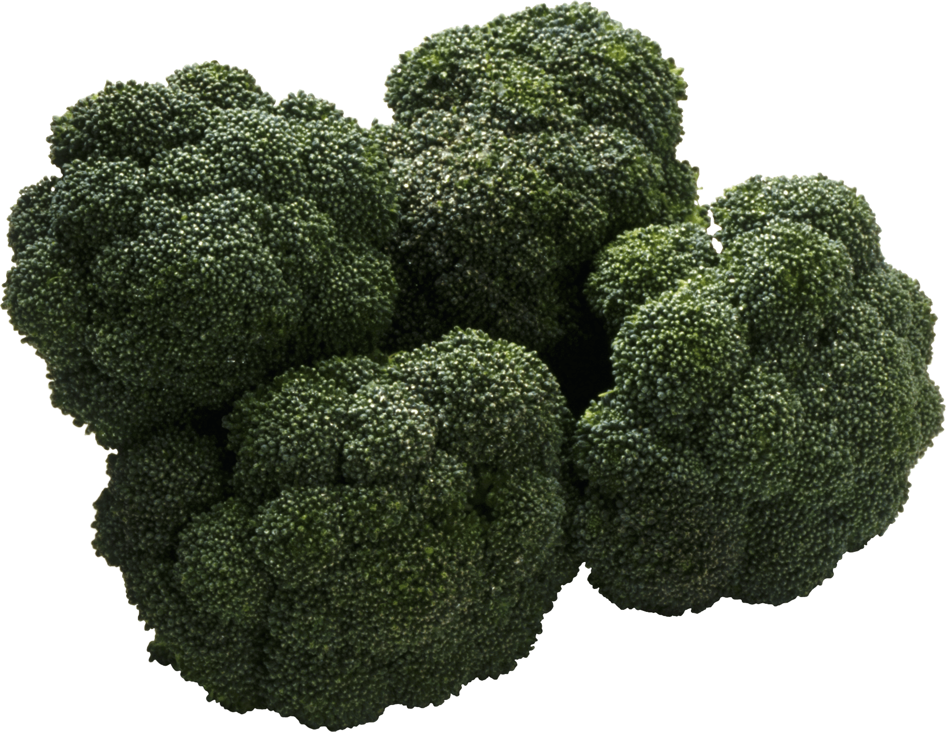 Broccoli Png Image PNG Image