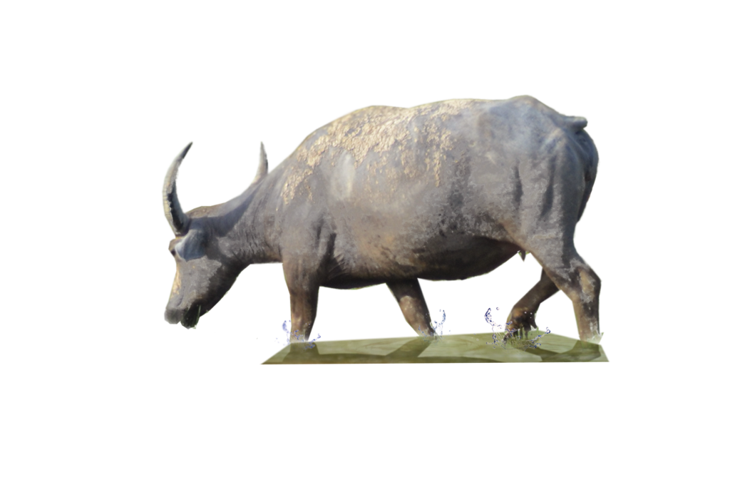 Buffalo Png Clipart PNG Image