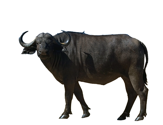 Buffalo Picture PNG Image