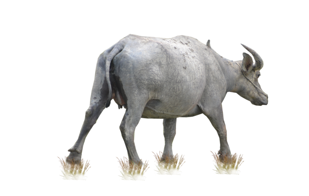 Buffalo Free Download Png PNG Image