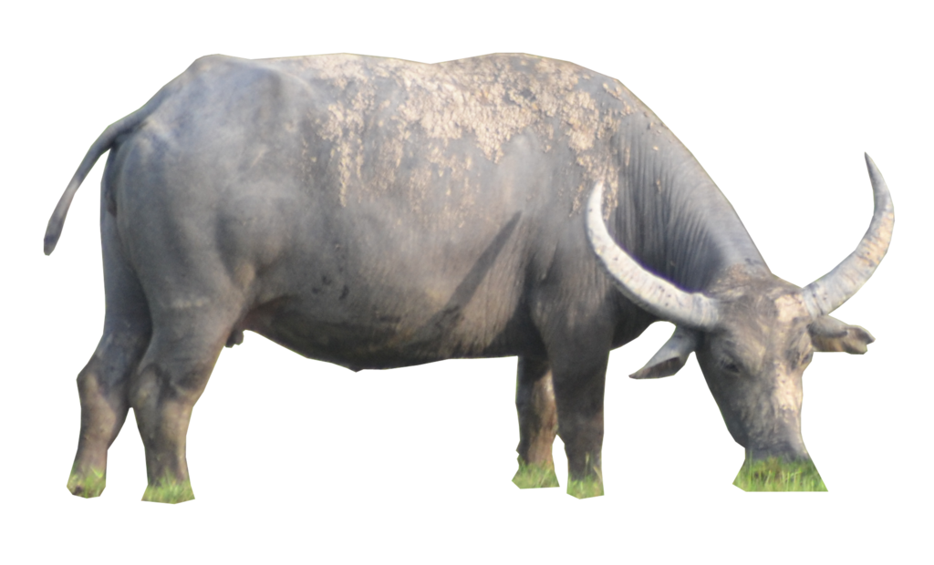 Buffalo Png PNG Image