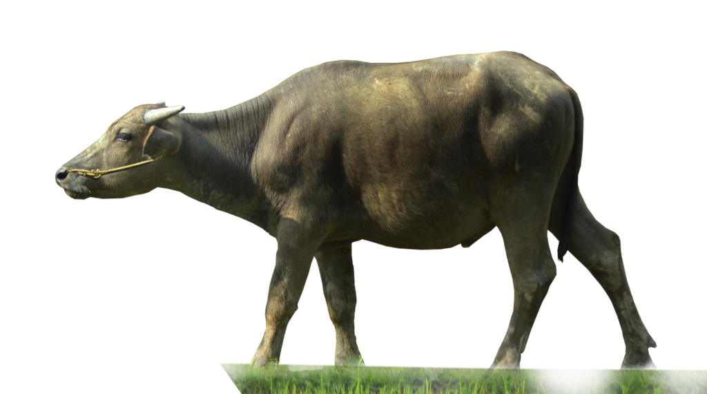 Buffalo Transparent PNG Image