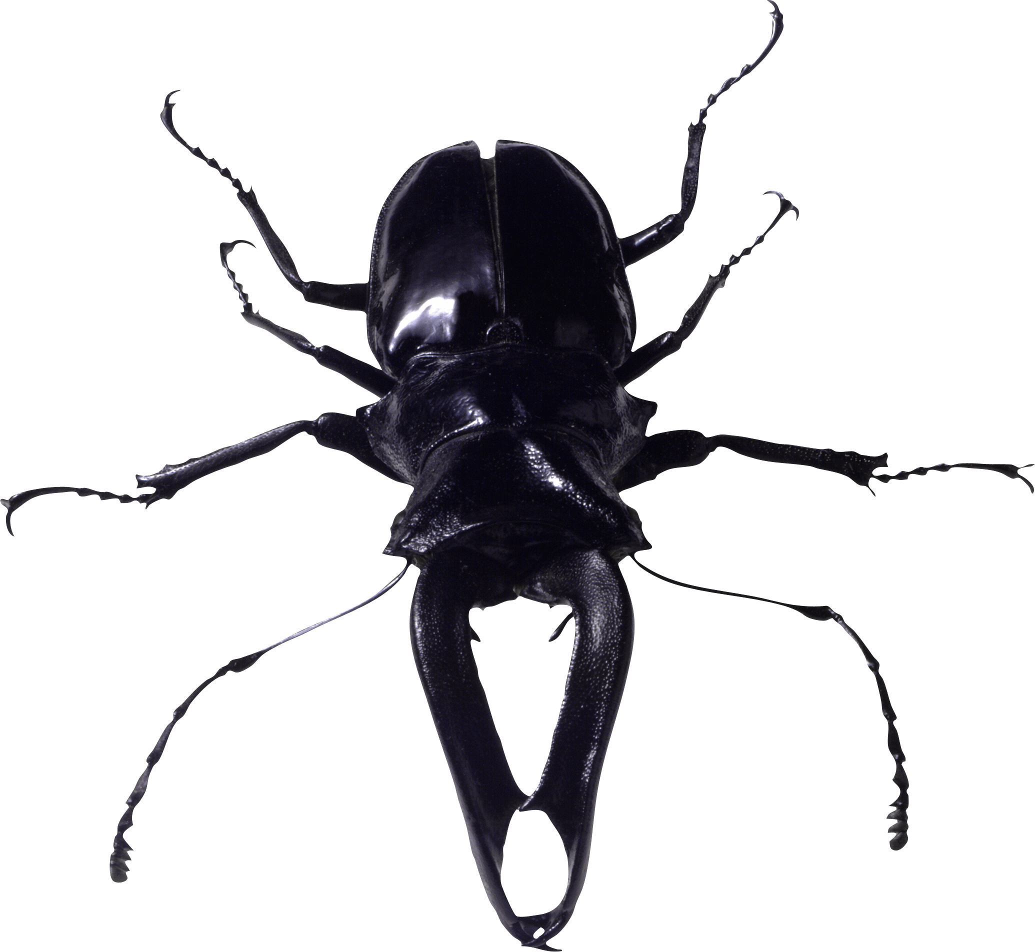 Insect Bug Png Image PNG Image