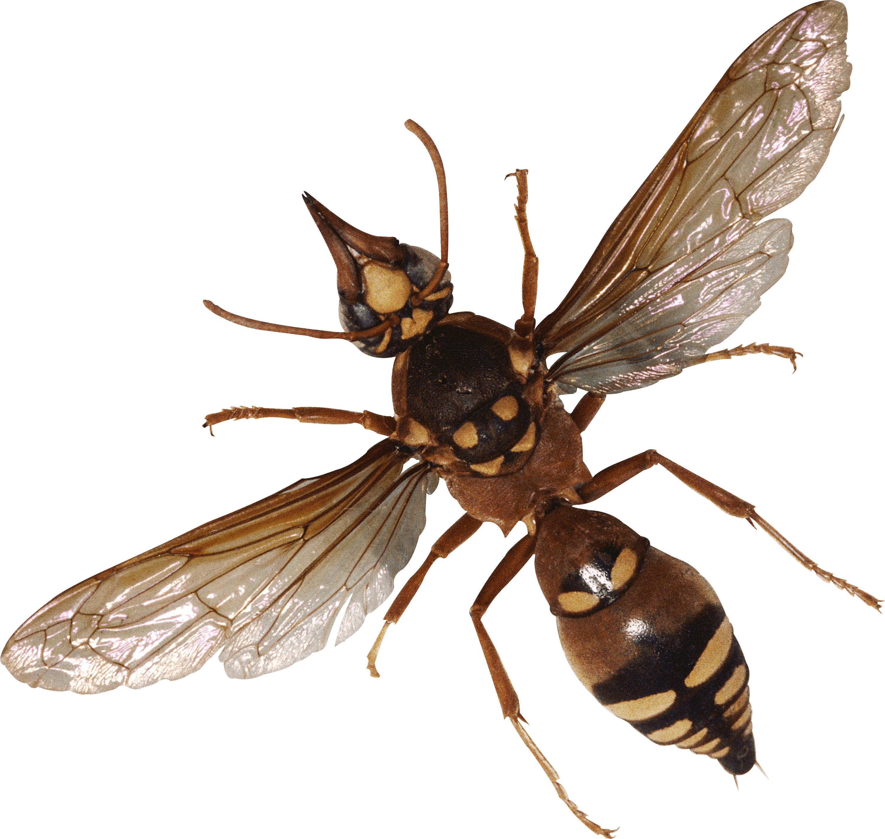 Bug Png Image PNG Image