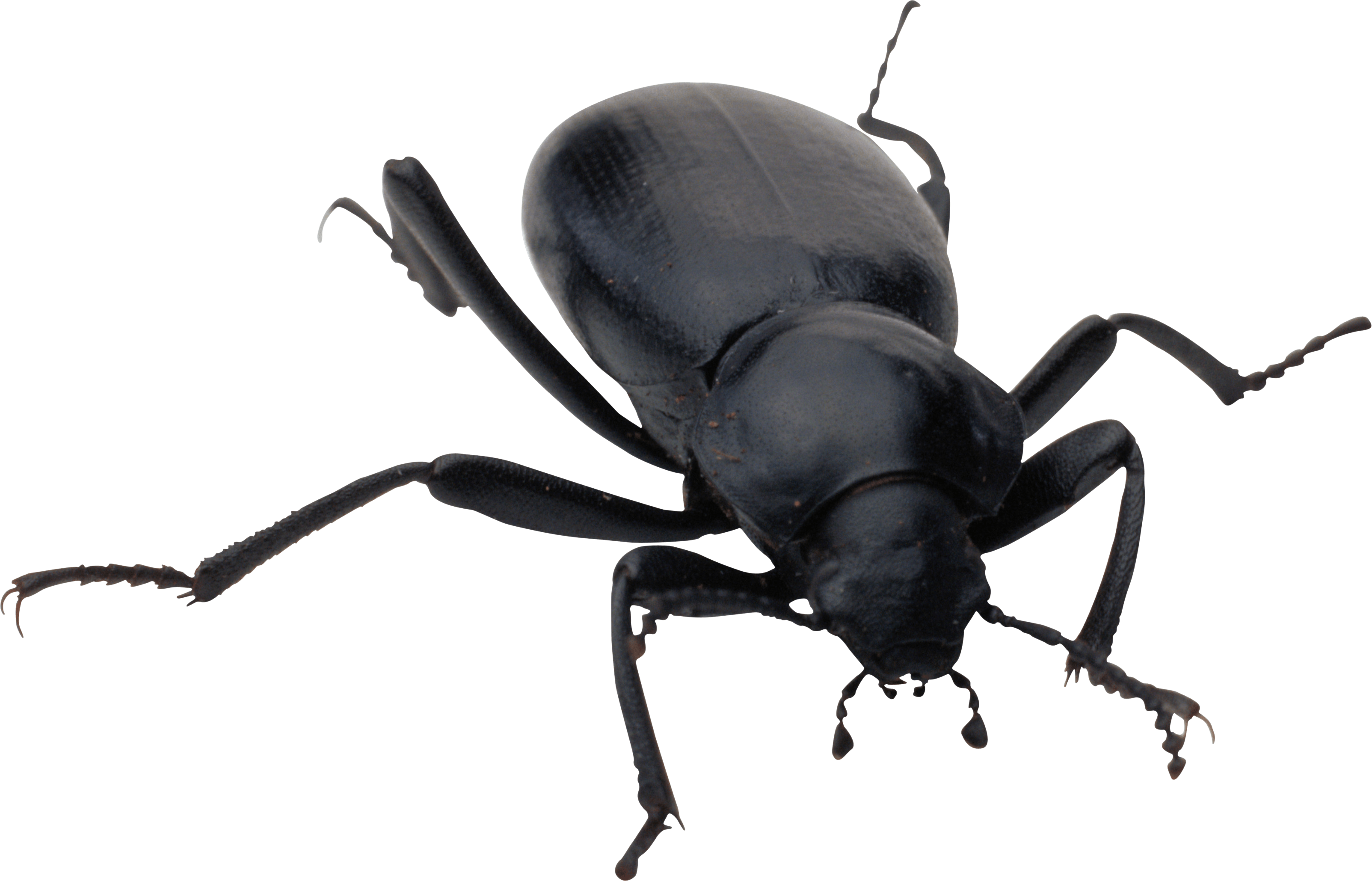 Bug Png Image PNG Image