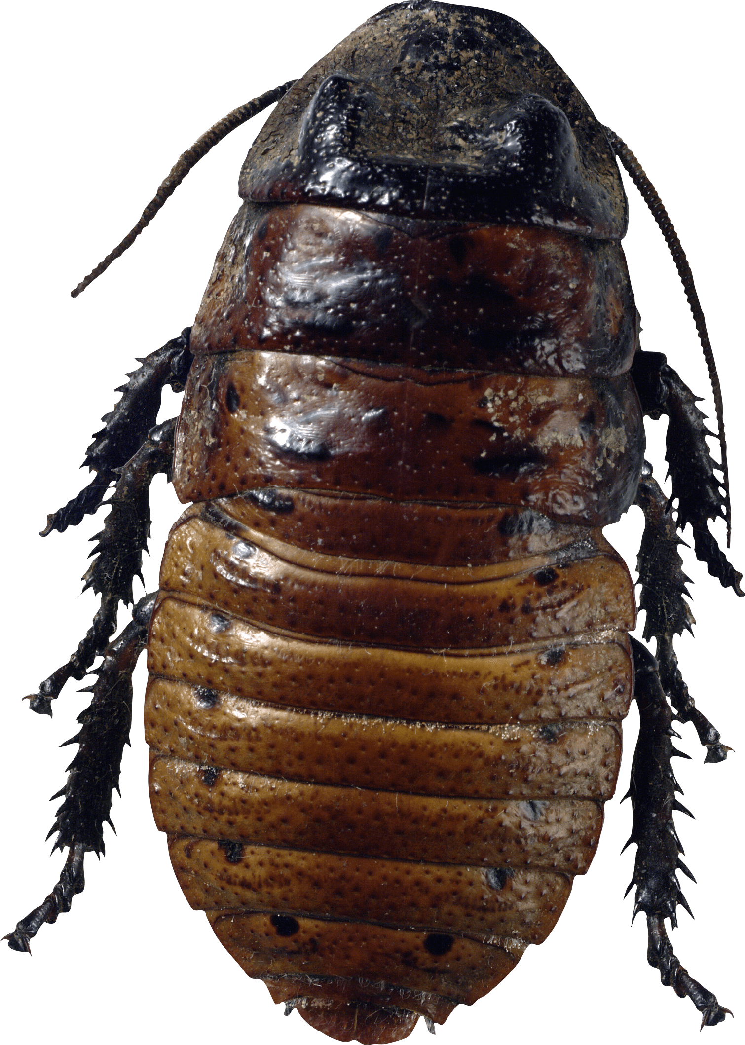 Roach Bug Png Image PNG Image