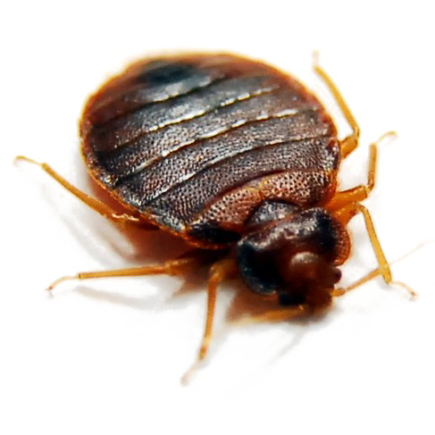 Bed Bug Free Transparent Image HQ PNG Image