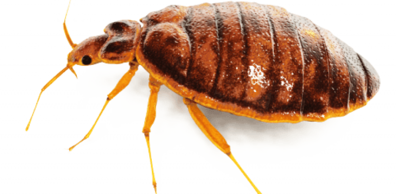 Bed Bug Download Free Download Image PNG Image