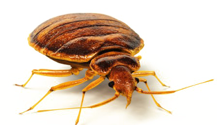 Bed Bug Image Free Download PNG HQ PNG Image