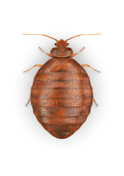 Bed Bug Photos Download Free Image PNG Image