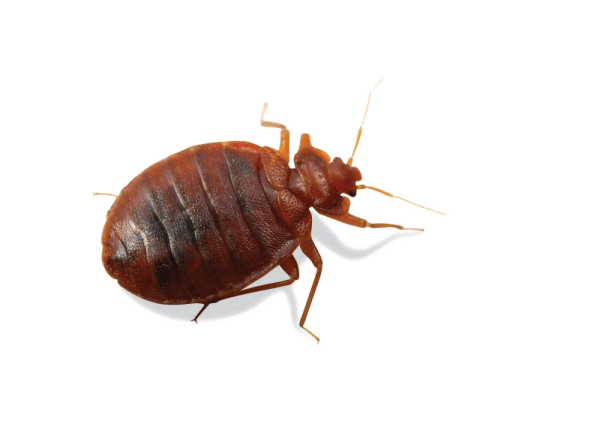 Bed Bug Free Transparent Image HD PNG Image