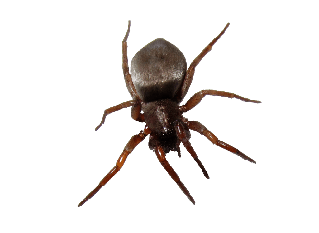 Bug Png Image PNG Image