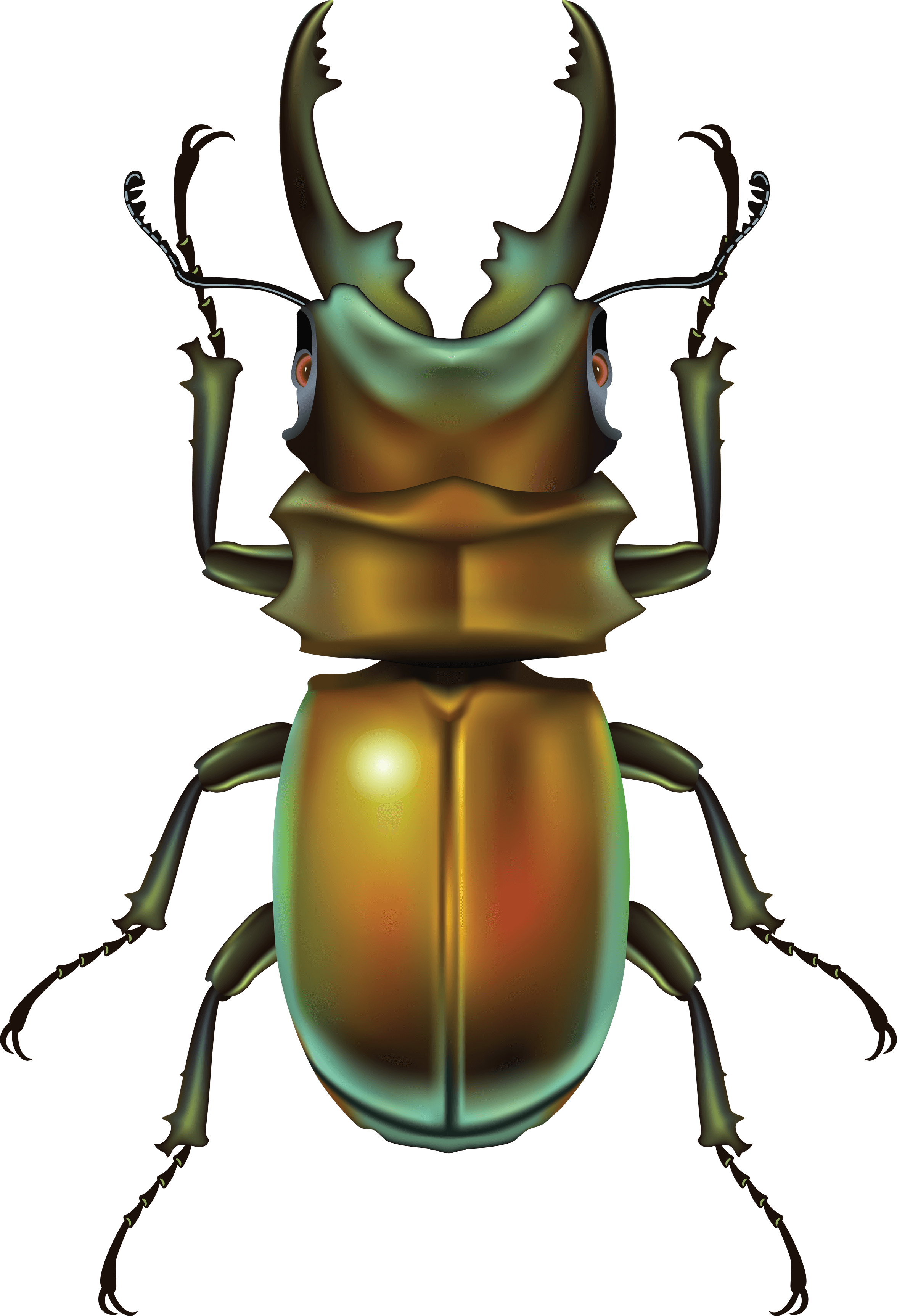 Bug Png Image PNG Image