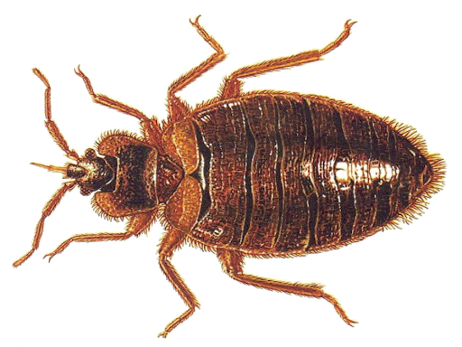 Pest Bug Bed Free PNG HQ PNG Image