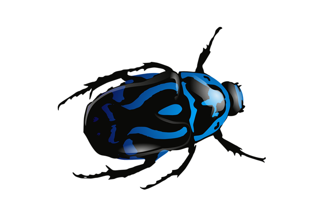 Pest Bug Bed HQ Image Free PNG Image