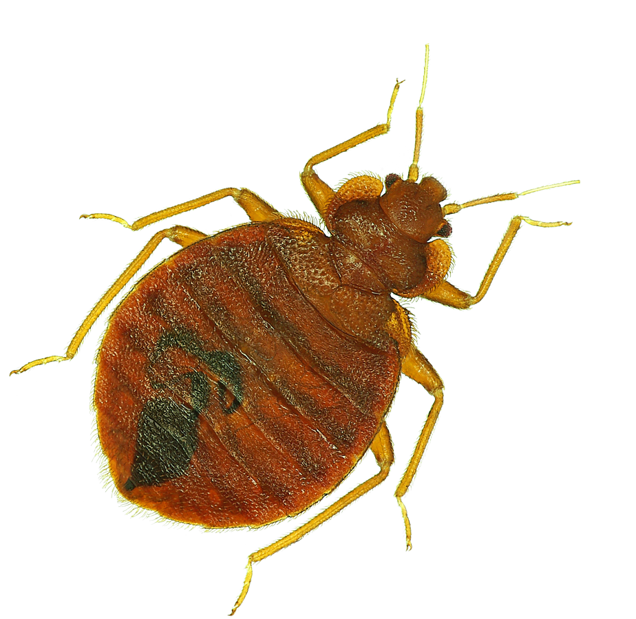 Pest Bug Bed Free Transparent Image HQ PNG Image