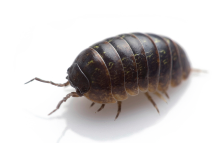 Pill Bugs PNG Image