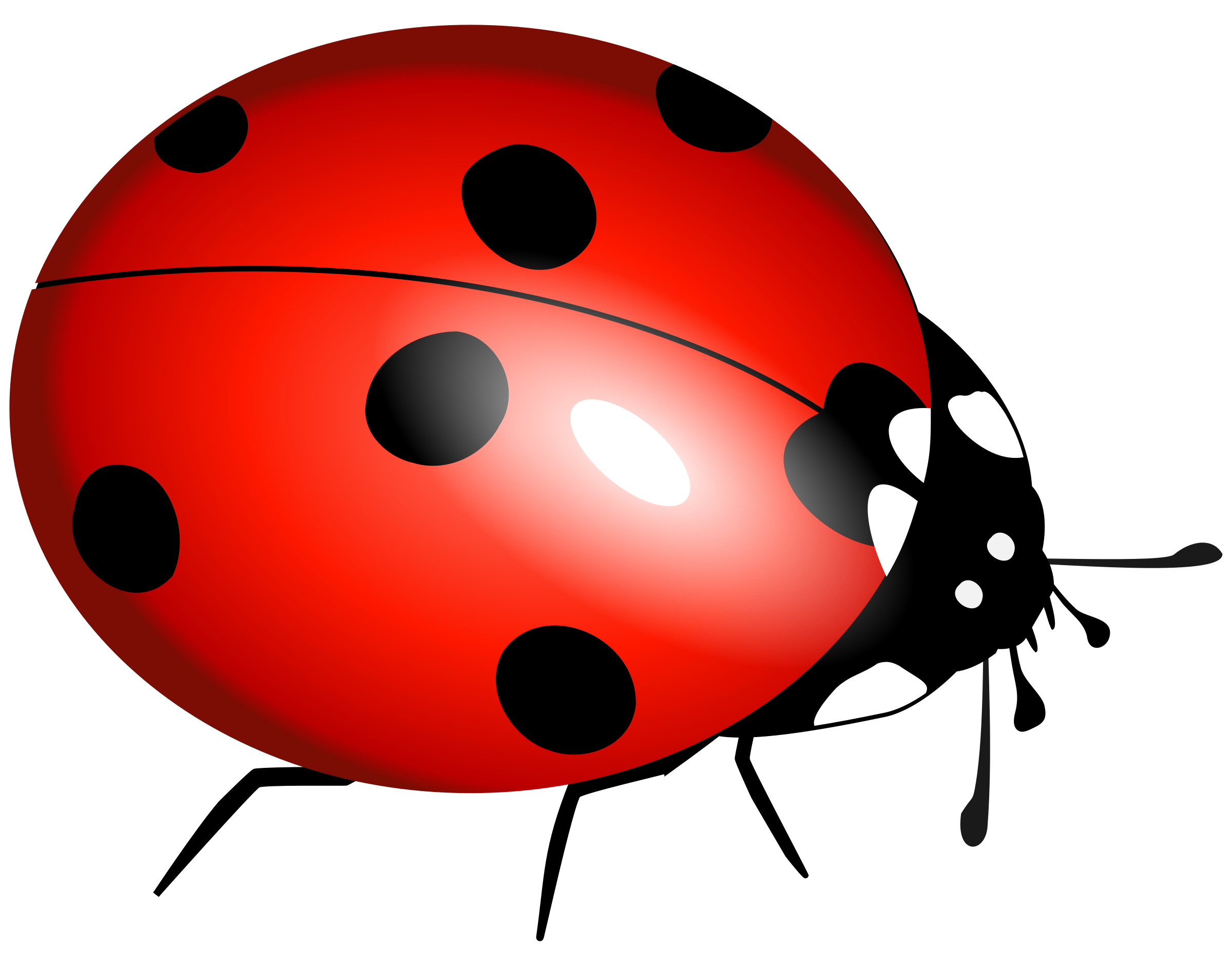 Cartoon Ladybug PNG Image