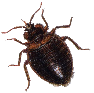 Bug Png 3 PNG Image