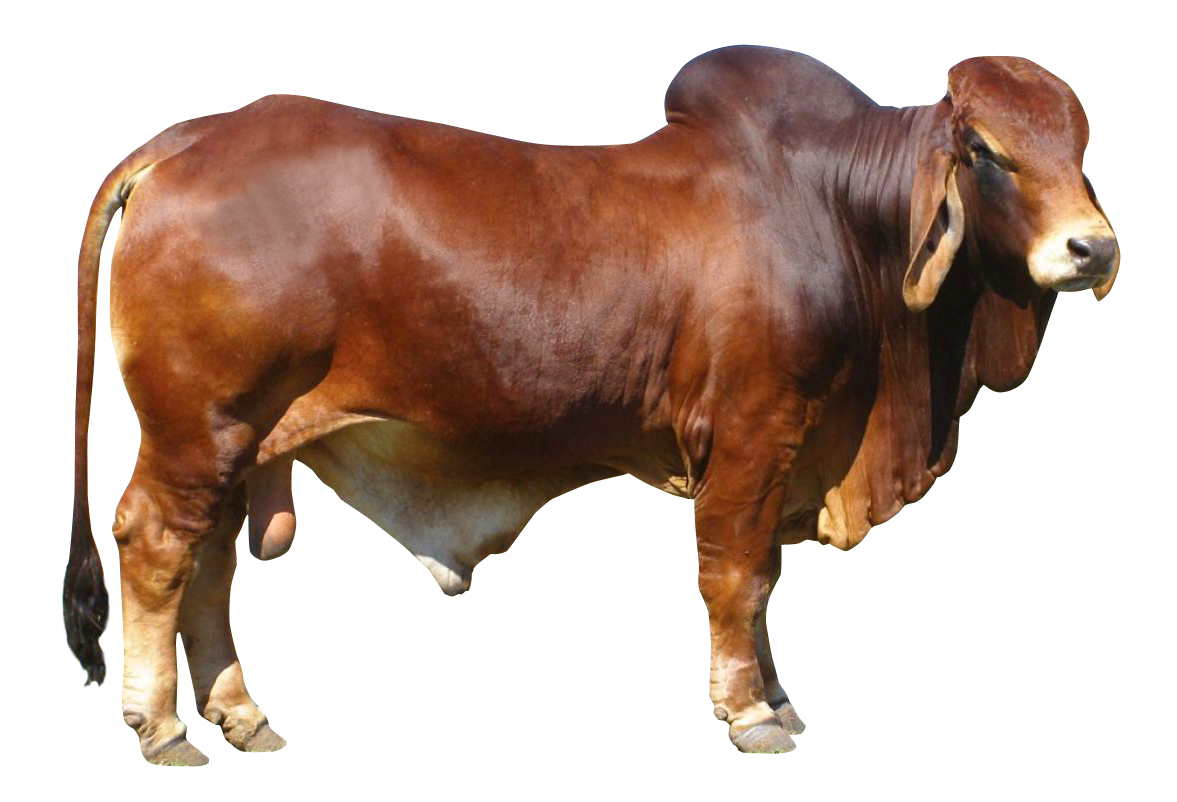 Bull Free Download PNG Image