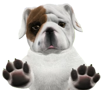 Bulldog Picture PNG Image