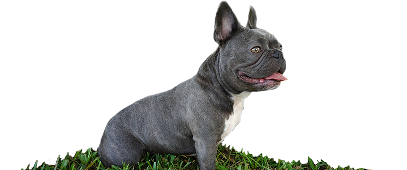 Bulldog Free Clipart HD PNG Image