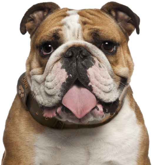 Bulldog Photos Download Free Image PNG Image