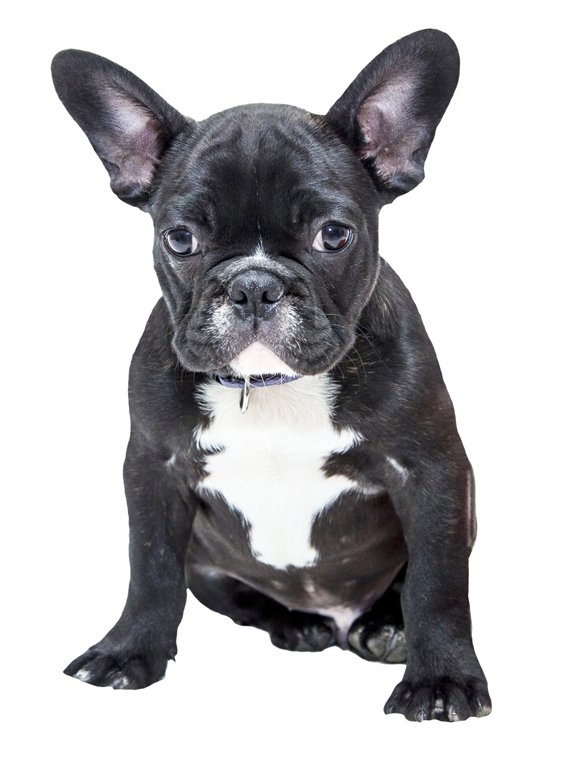 Bulldog Free HQ Image PNG Image