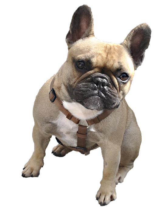 Bulldog Sitting PNG File HD PNG Image