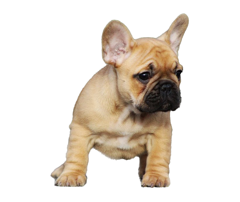 Bulldog Photos Sitting PNG Image High Quality PNG Image