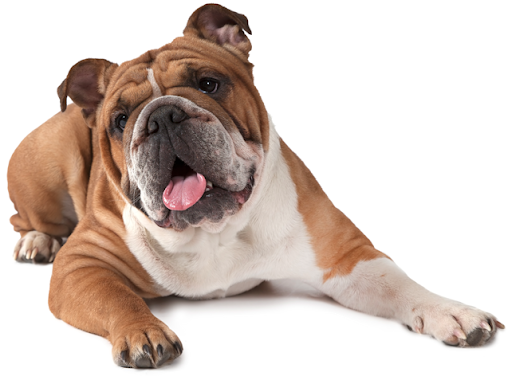 Bulldog Pic Sitting Free HD Image PNG Image