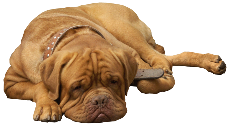 Bulldog Sitting Free Photo PNG Image