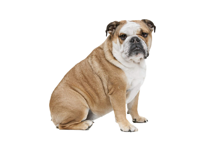 Bulldog Sitting PNG Download Free PNG Image