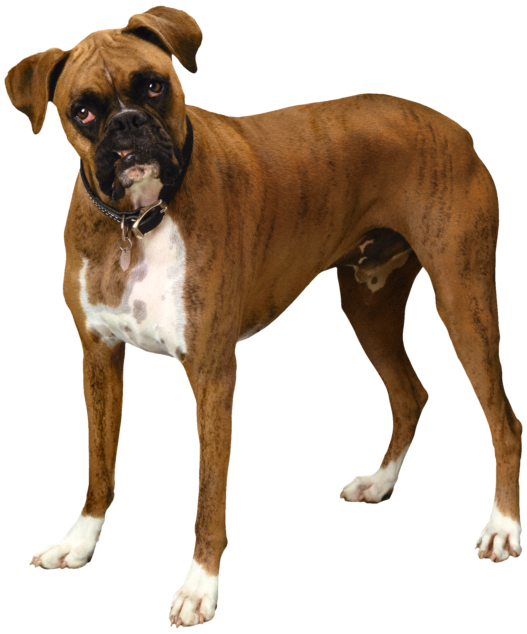 Standing Bulldog Free PNG HQ PNG Image