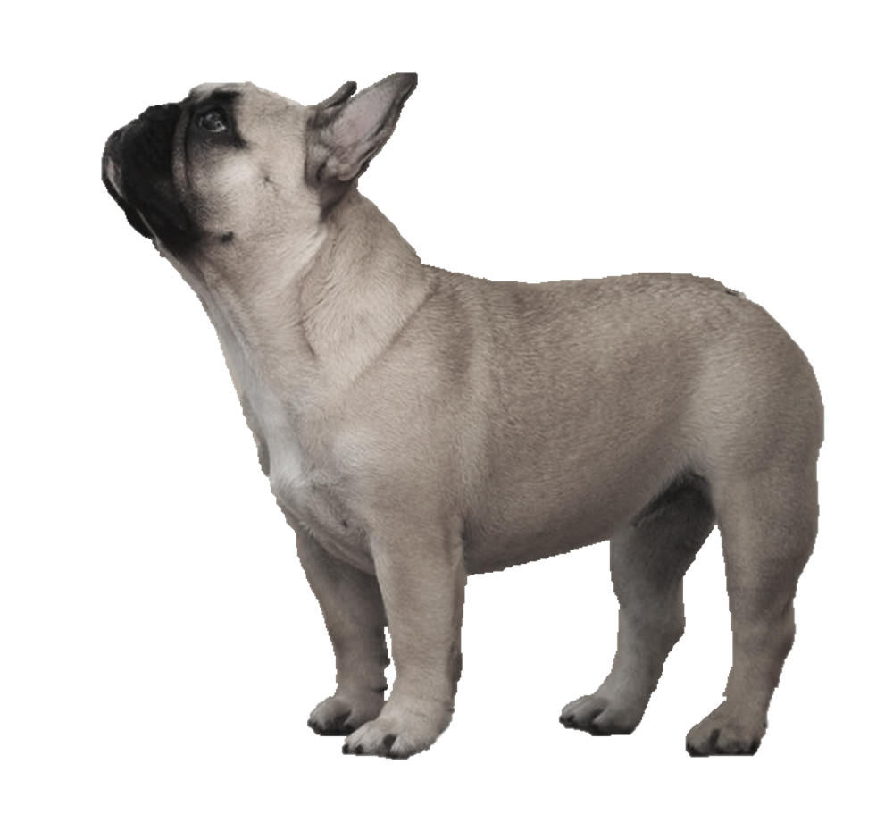 Standing Bulldog Free Photo PNG Image