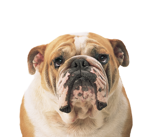 Bulldog Png Clipart PNG Image