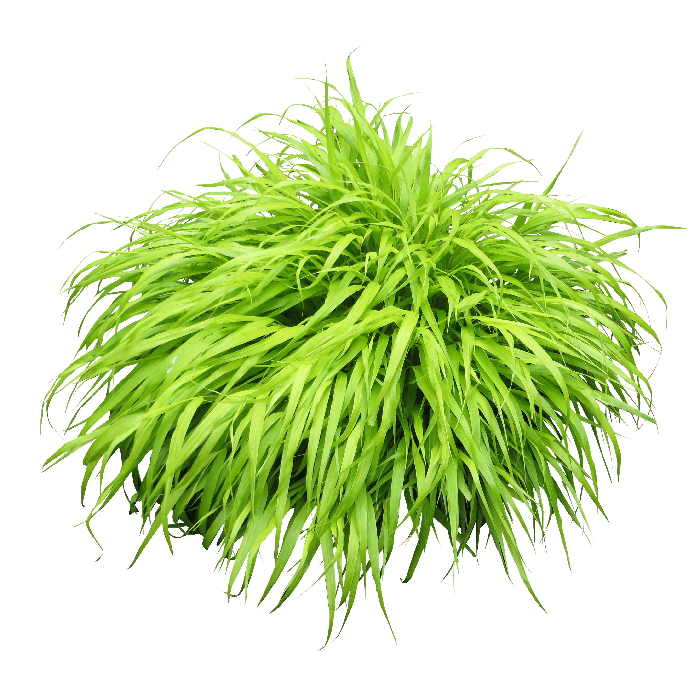 Bush Plant Png Image PNG Image