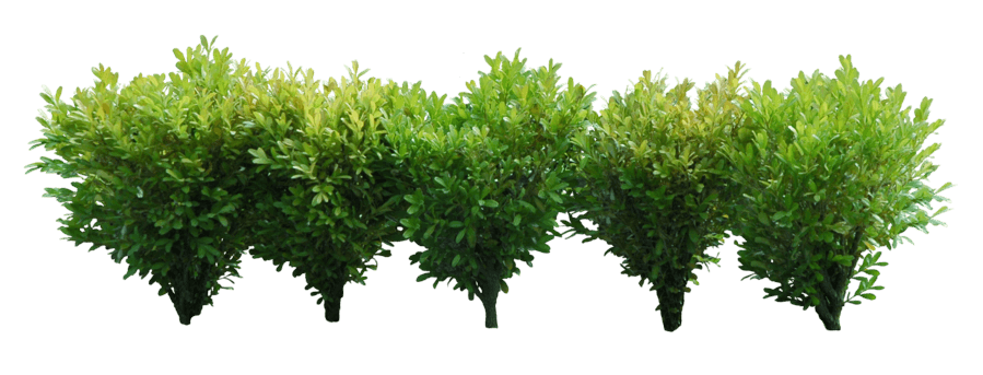 Bushes Png Image PNG Image