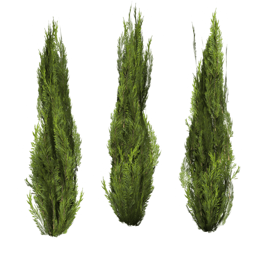 Bushes File PNG Image