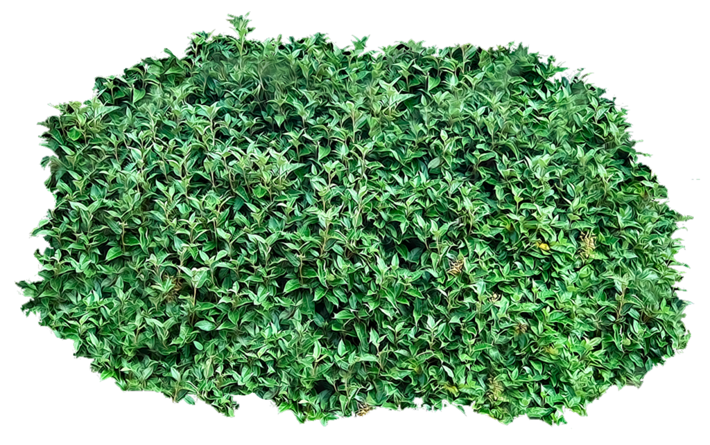 Bushes Clipart PNG Image