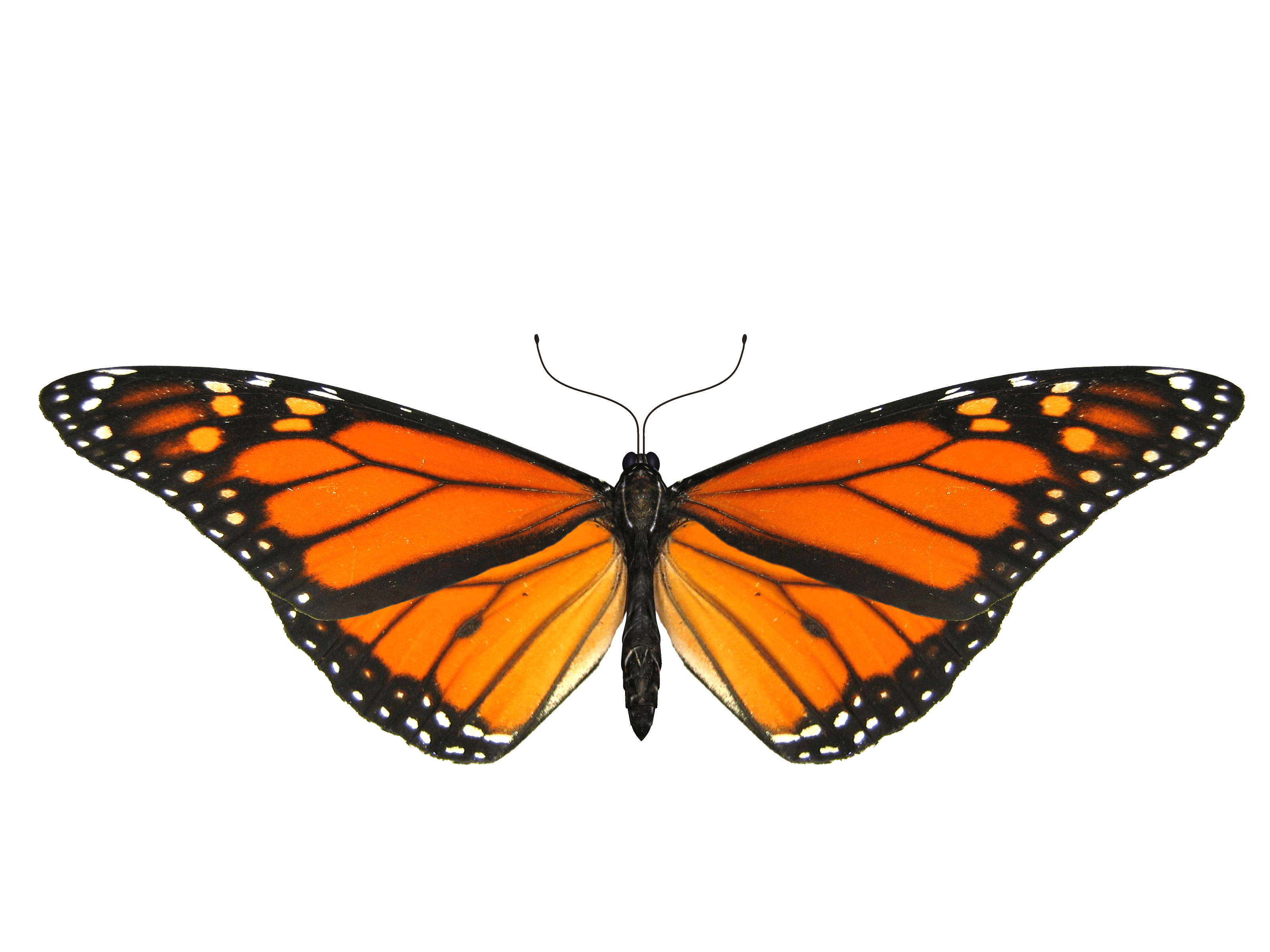 Butterfly Png Image PNG Image