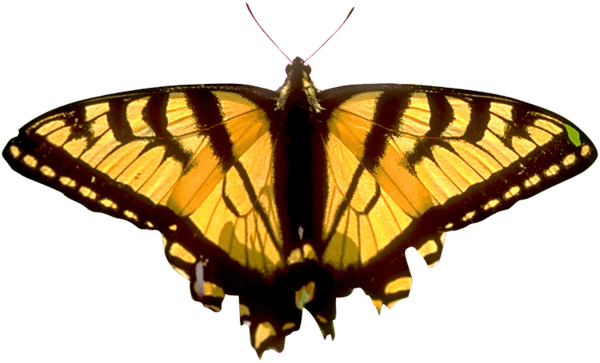 Butterfly Png Image PNG Image