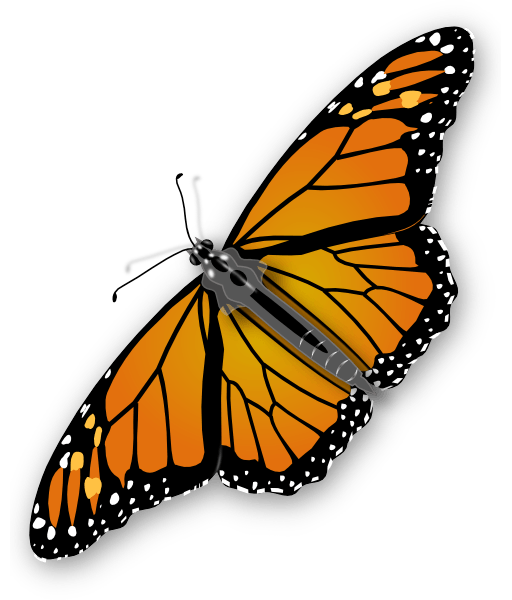 Orange Butterfly Png Image Butterflies Download PNG Image