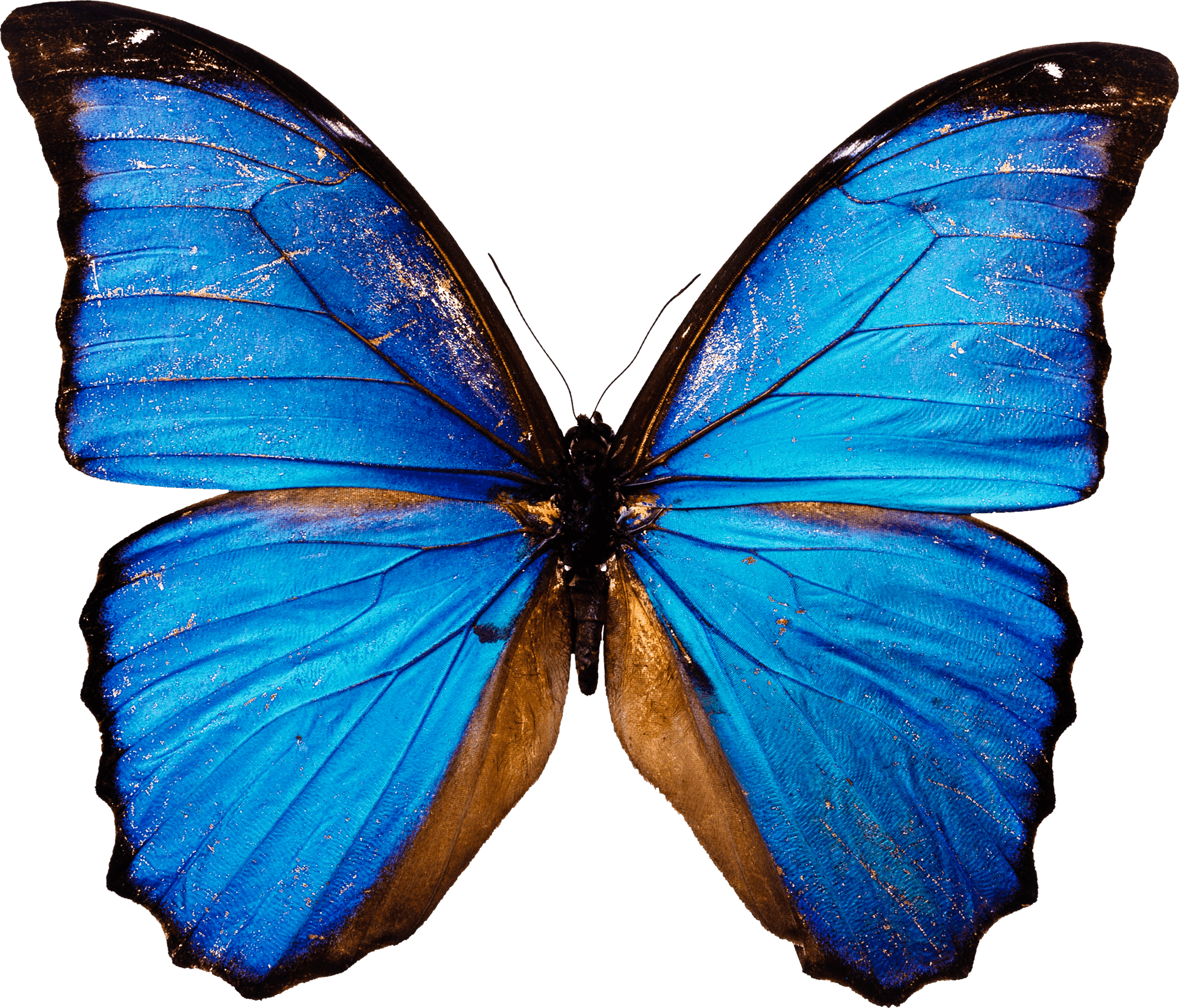 Blue Butterfly Png Image PNG Image