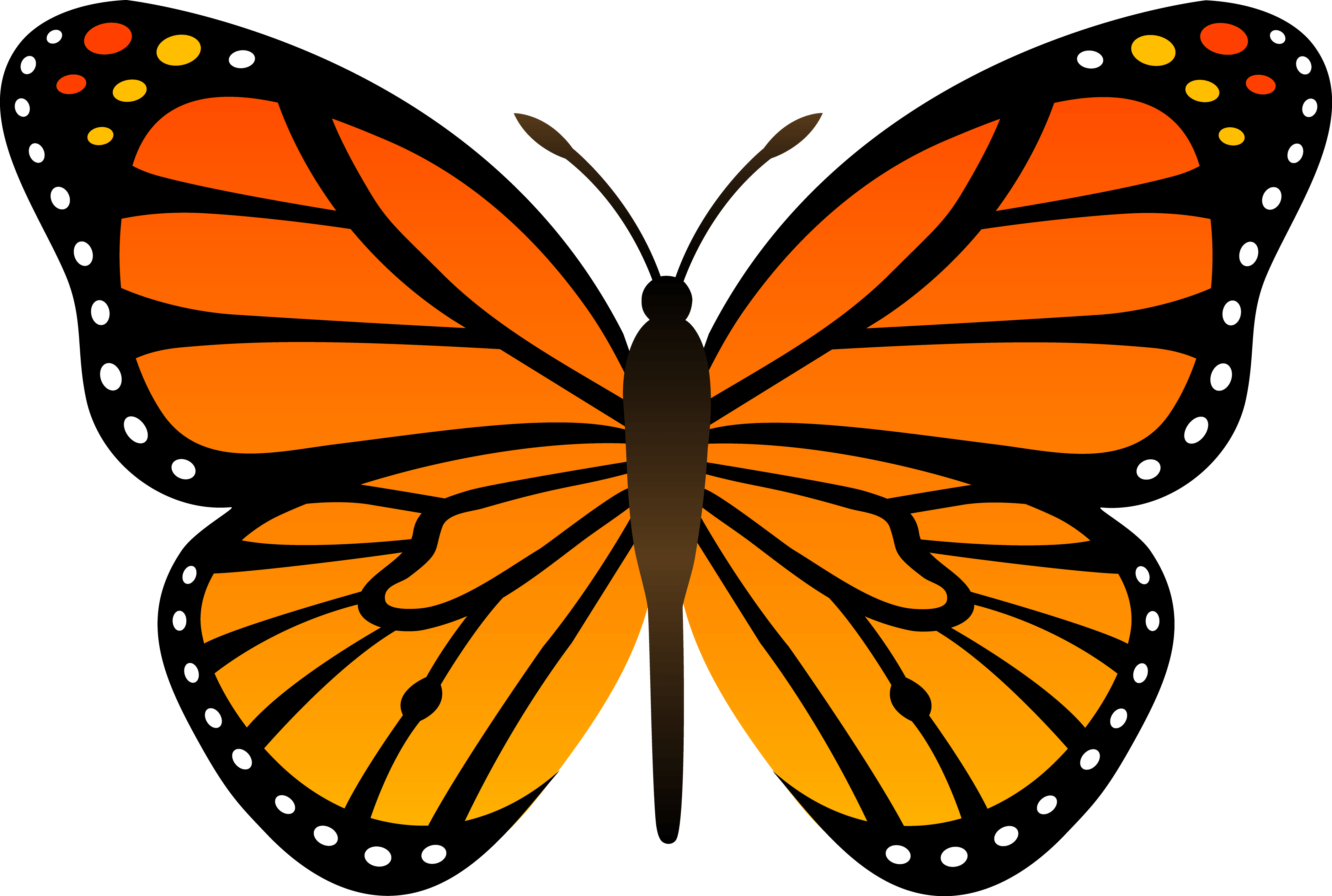 Orange Butterfly Png Image Butterflies Download PNG Image