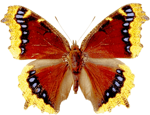 Butterfly Png Image PNG Image