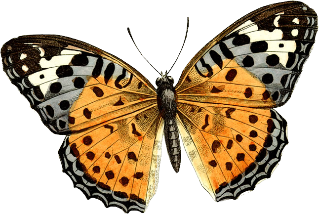 Butterfly PNG Image