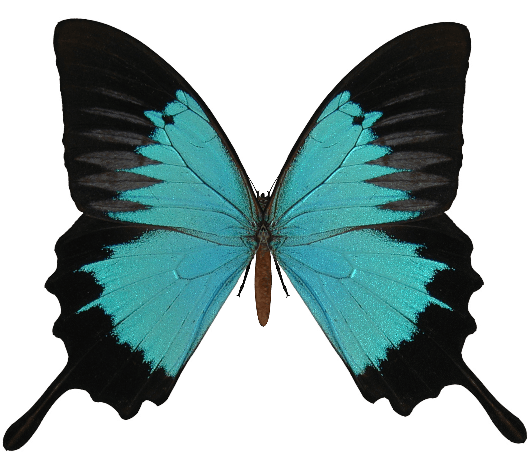 Butterfly Png Image PNG Image