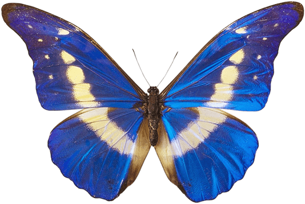 Blue Butterfly Png Image PNG Image