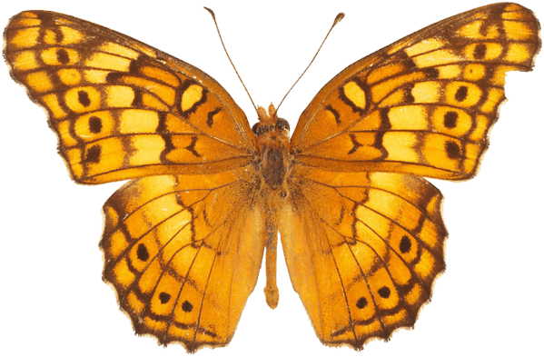 Orange Butterfly Png Image Butterflies Download PNG Image